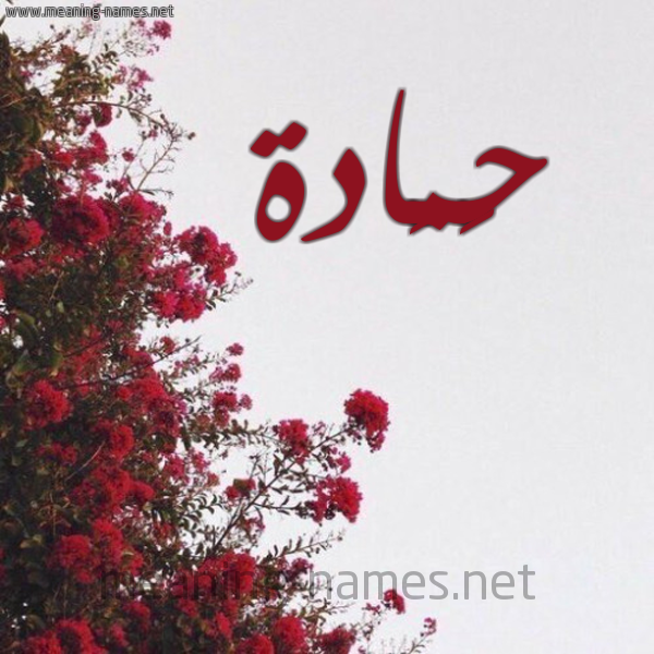 شكل 18 صوره الورد الأحمر للإسم بخط رقعة صورة اسم حَمَادة HAMAADH