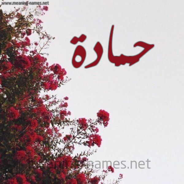 شكل 18 صوره الورد الأحمر للإسم بخط رقعة صورة اسم حَمَّادة HAMAADH