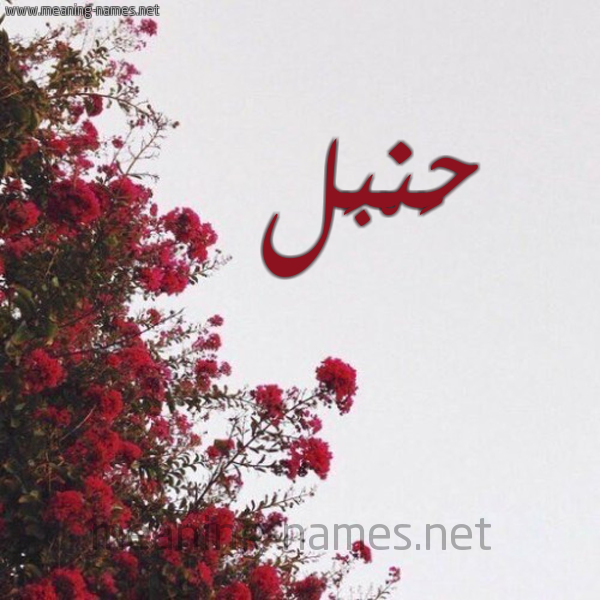شكل 18 صوره الورد الأحمر للإسم بخط رقعة صورة اسم حَنْبَل HANBAL