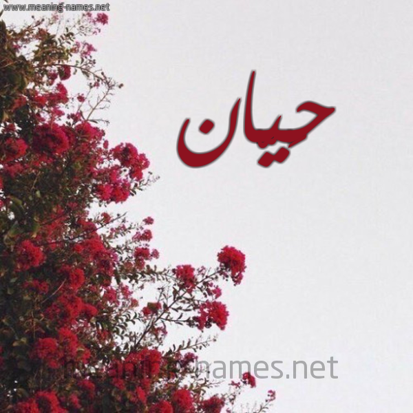 شكل 18 صوره الورد الأحمر للإسم بخط رقعة صورة اسم حَيّان HAIAN