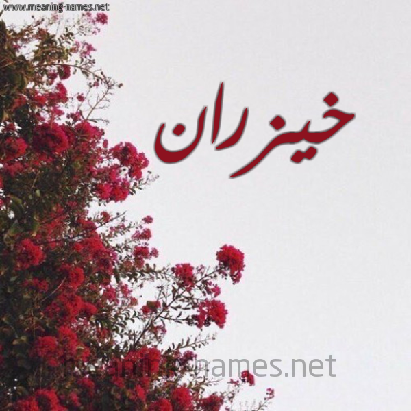 شكل 18 صوره الورد الأحمر للإسم بخط رقعة صورة اسم خيزران Khyzran