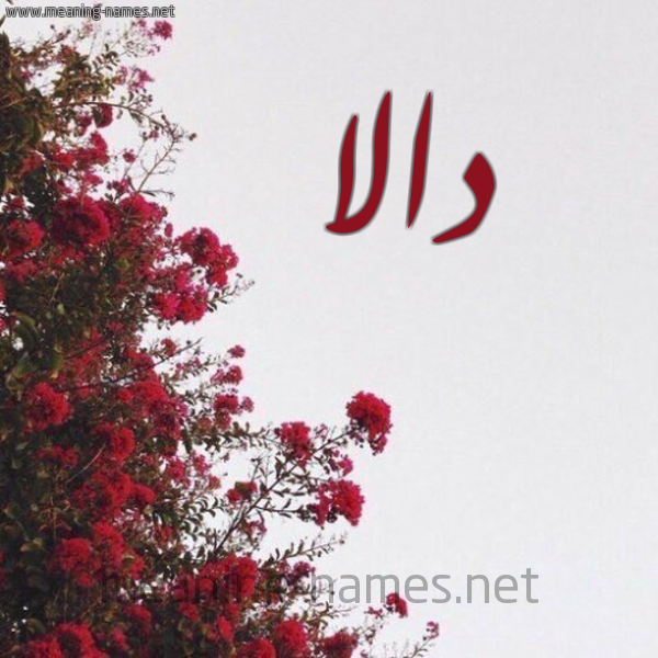 شكل 18 صوره الورد الأحمر للإسم بخط رقعة صورة اسم دالا Dala