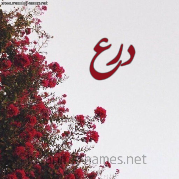 شكل 18 صوره الورد الأحمر للإسم بخط رقعة صورة اسم درع Dr'