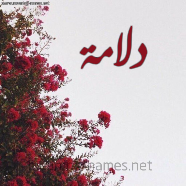 شكل 18 صوره الورد الأحمر للإسم بخط رقعة صورة اسم دلامة Dlamh