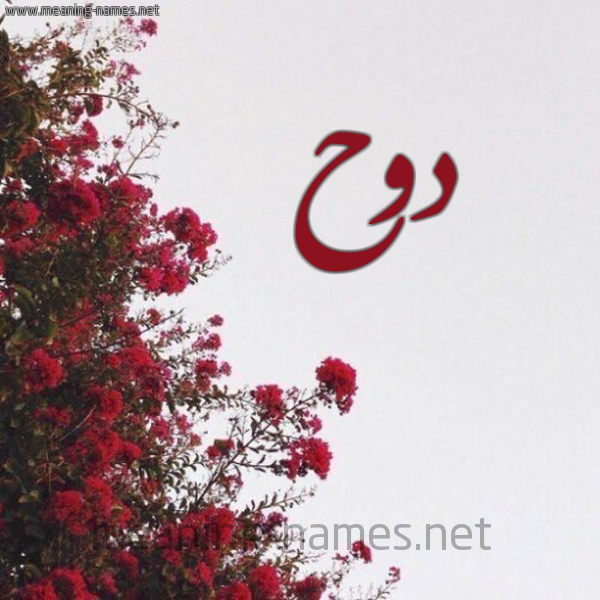 شكل 18 صوره الورد الأحمر للإسم بخط رقعة صورة اسم دوح Dwh
