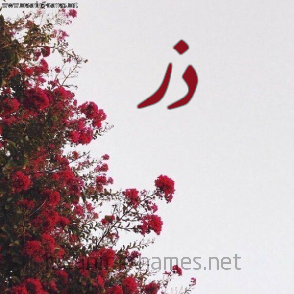 شكل 18 صوره الورد الأحمر للإسم بخط رقعة صورة اسم ذر Dhr