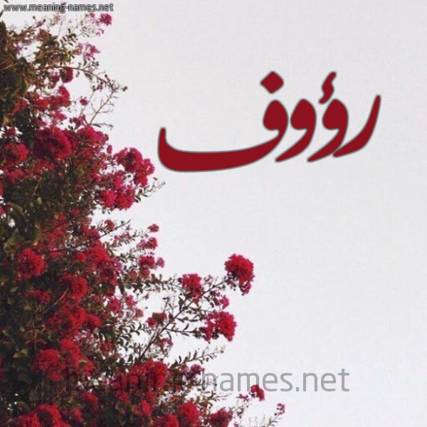 شكل 18 صوره الورد الأحمر للإسم بخط رقعة صورة اسم رؤوف Raoof