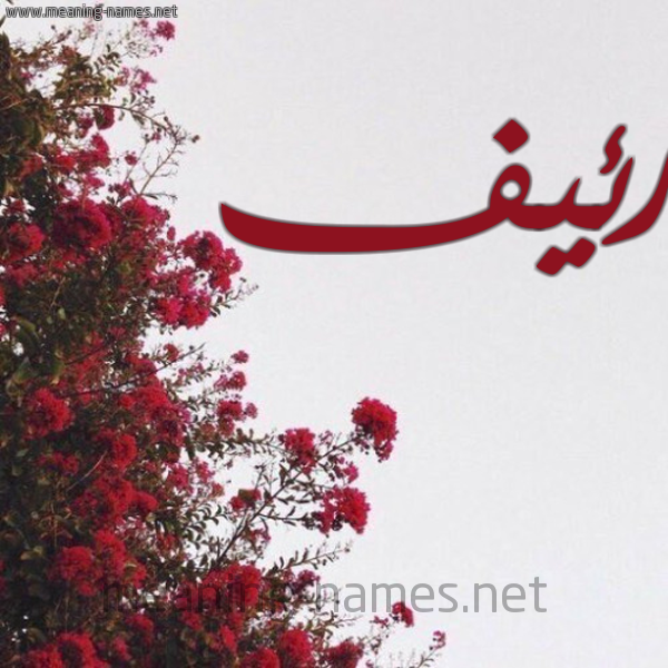 شكل 18 صوره الورد الأحمر للإسم بخط رقعة صورة اسم رئيف REIF