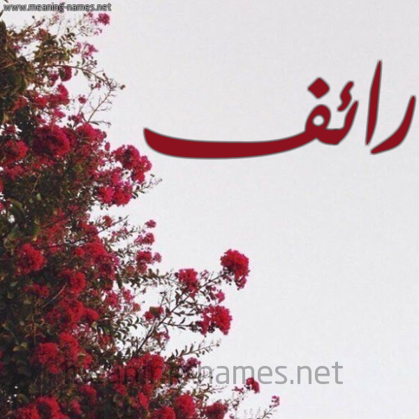 شكل 18 صوره الورد الأحمر للإسم بخط رقعة صورة اسم رائف Raef