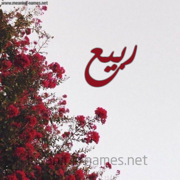 شكل 18 صوره الورد الأحمر للإسم بخط رقعة صورة اسم ربيع Rabea