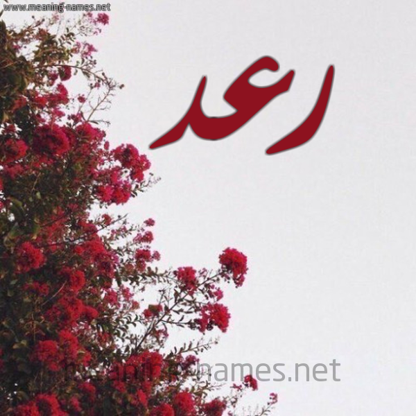 شكل 18 صوره الورد الأحمر للإسم بخط رقعة صورة اسم رعد Rad