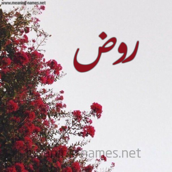 شكل 18 صوره الورد الأحمر للإسم بخط رقعة صورة اسم روض ROD