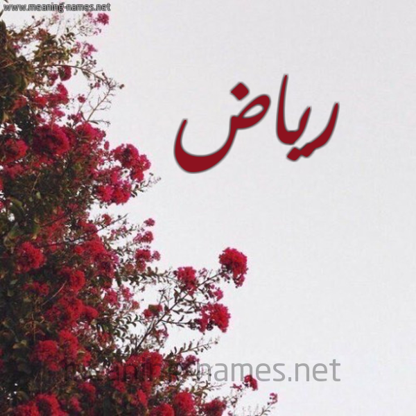 شكل 18 صوره الورد الأحمر للإسم بخط رقعة صورة اسم رياض Ryad