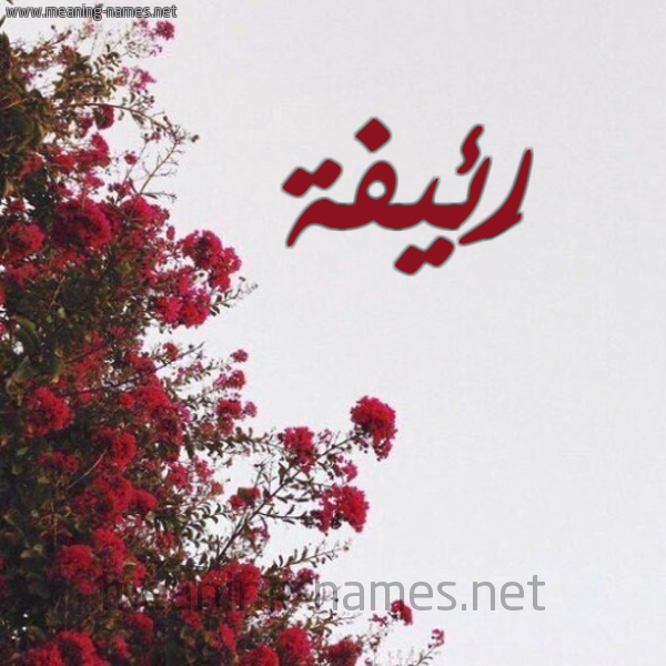 شكل 18 صوره الورد الأحمر للإسم بخط رقعة صورة اسم رَئيفة RAEIFH