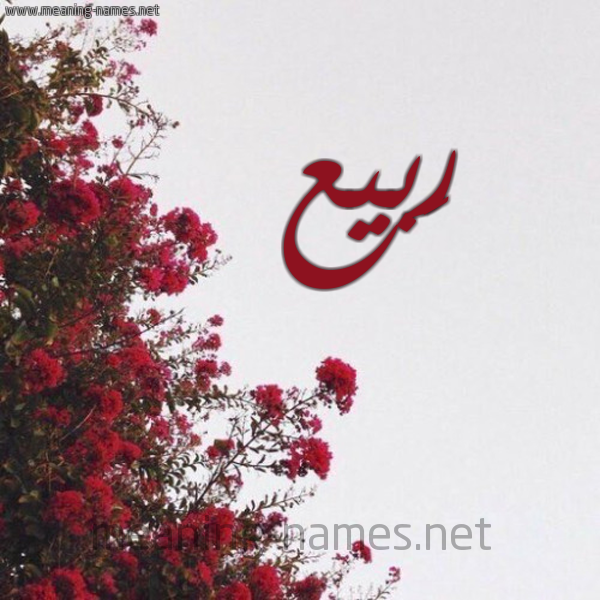 شكل 18 صوره الورد الأحمر للإسم بخط رقعة صورة اسم رَبيع RABIA