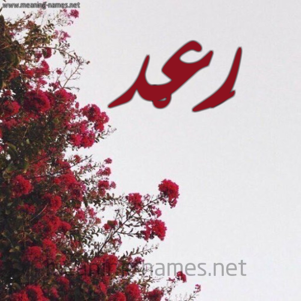 شكل 18 صوره الورد الأحمر للإسم بخط رقعة صورة اسم رَعْد RAAD