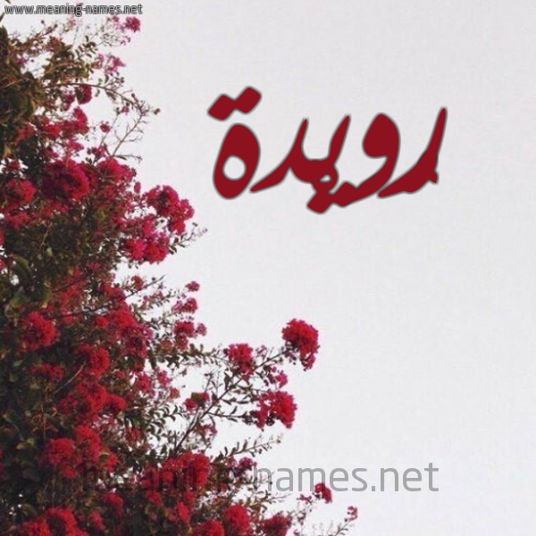 شكل 18 صوره الورد الأحمر للإسم بخط رقعة صورة اسم رُوَيْدة ROOAIDH