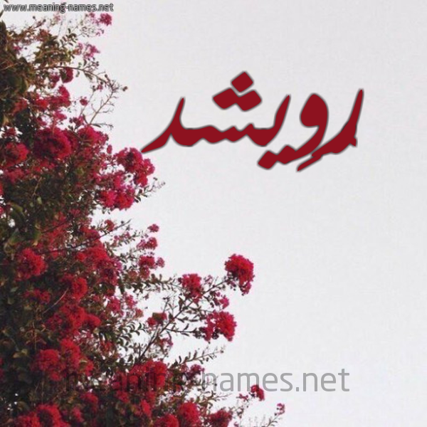 شكل 18 صوره الورد الأحمر للإسم بخط رقعة صورة اسم رُوِيشد ROOEISHD