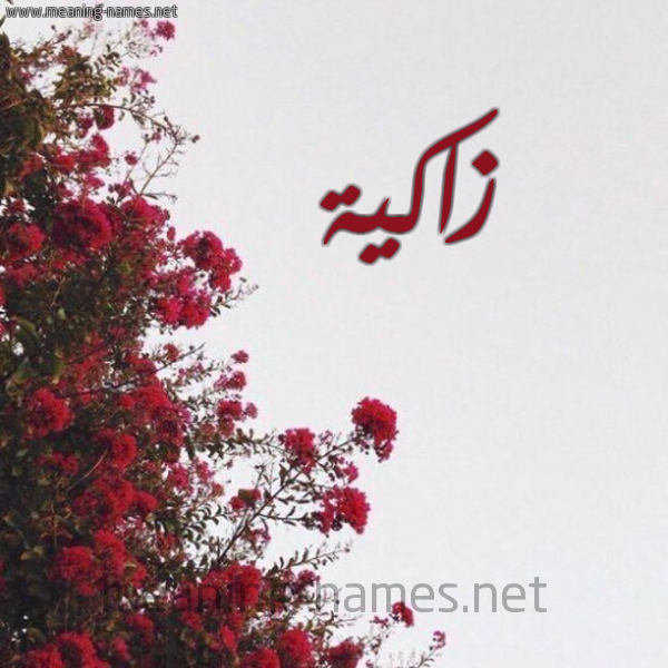 شكل 18 صوره الورد الأحمر للإسم بخط رقعة صورة اسم زاكية ZAKIH