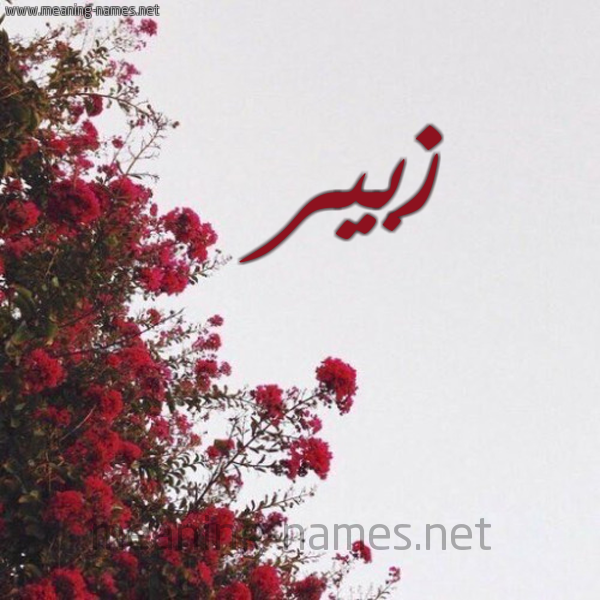 شكل 18 صوره الورد الأحمر للإسم بخط رقعة صورة اسم زبير Zobyr