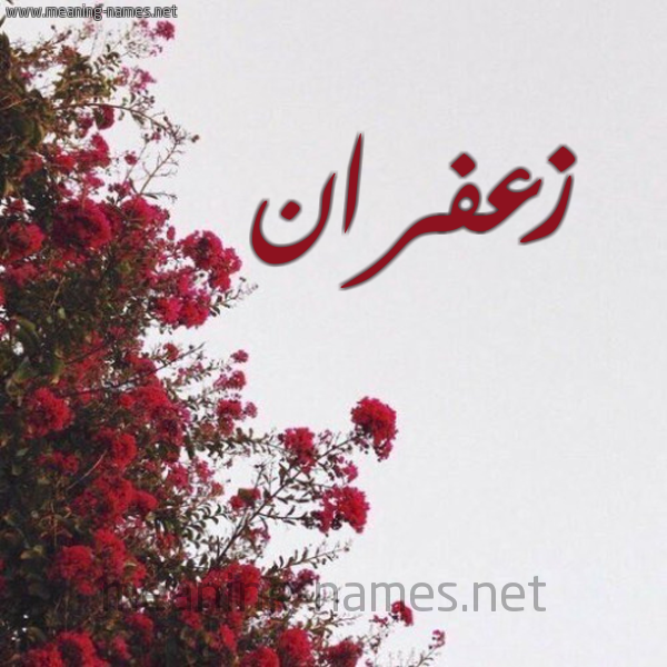 شكل 18 صوره الورد الأحمر للإسم بخط رقعة صورة اسم زعفران Z'fran