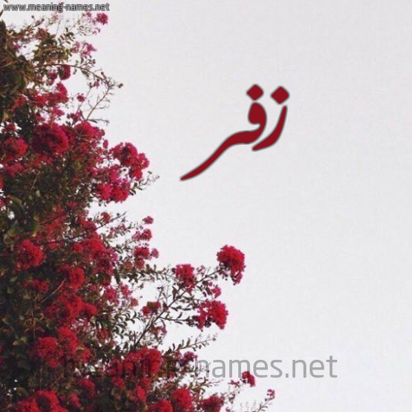 شكل 18 صوره الورد الأحمر للإسم بخط رقعة صورة اسم زفر ZFR