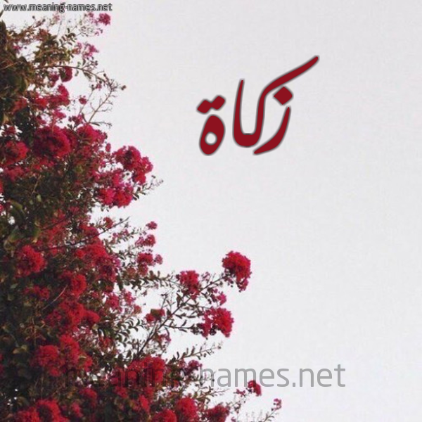 شكل 18 صوره الورد الأحمر للإسم بخط رقعة صورة اسم زكاة ZKAH