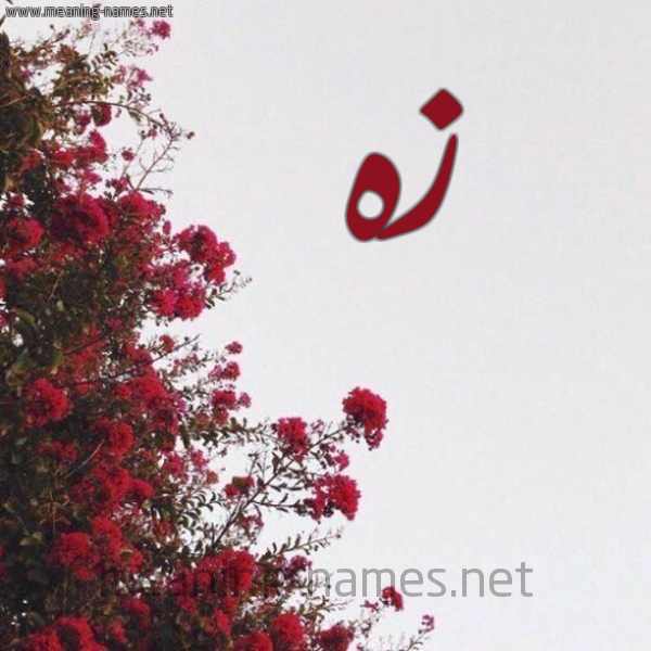 شكل 18 صوره الورد الأحمر للإسم بخط رقعة صورة اسم زه ZH