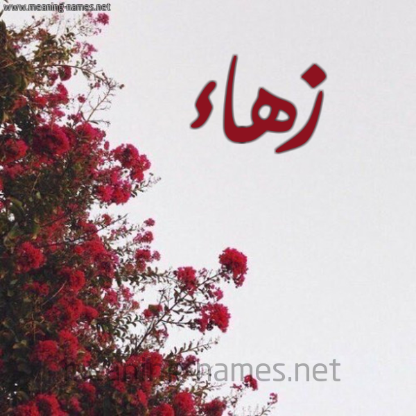 شكل 18 صوره الورد الأحمر للإسم بخط رقعة صورة اسم زهاء Zha'a