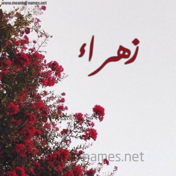 شكل 18 صوره الورد الأحمر للإسم بخط رقعة صورة اسم زهراء Zhraa