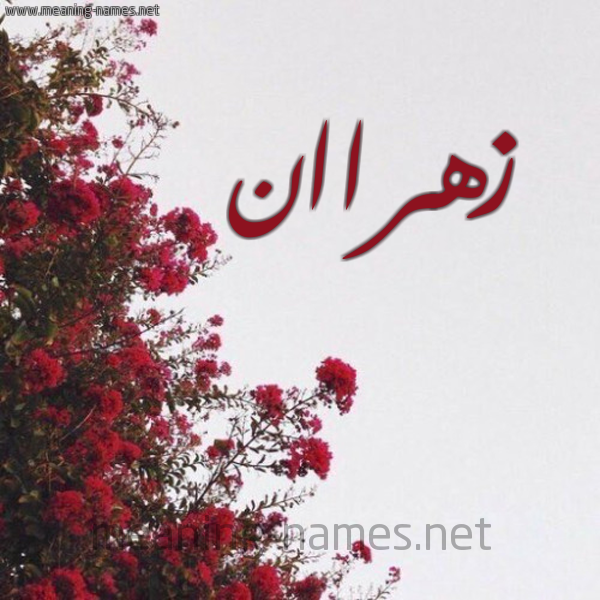 شكل 18 صوره الورد الأحمر للإسم بخط رقعة صورة اسم زهراان Zahran