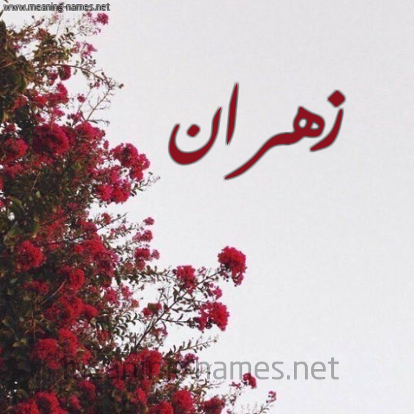 شكل 18 صوره الورد الأحمر للإسم بخط رقعة صورة اسم زهران Zhran
