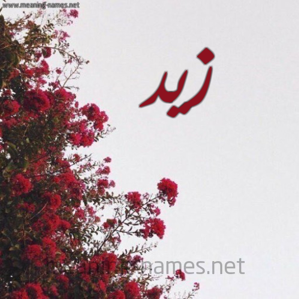 شكل 18 صوره الورد الأحمر للإسم بخط رقعة صورة اسم زيد Zyd