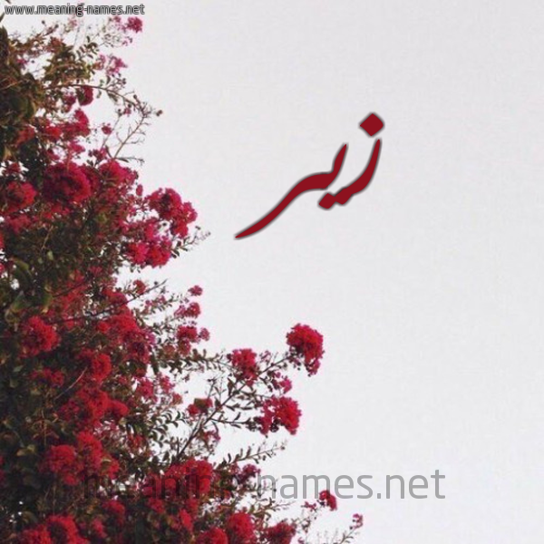 شكل 18 صوره الورد الأحمر للإسم بخط رقعة صورة اسم زير Zyr
