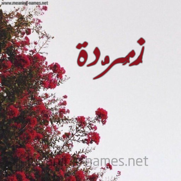 شكل 18 صوره الورد الأحمر للإسم بخط رقعة صورة اسم زُمُرُّدة ZOMORODH
