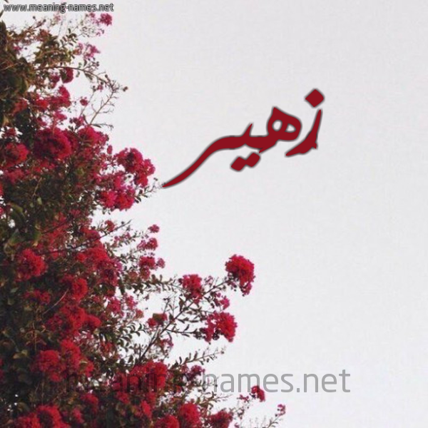 شكل 18 صوره الورد الأحمر للإسم بخط رقعة صورة اسم زُهَير ZOHAIR