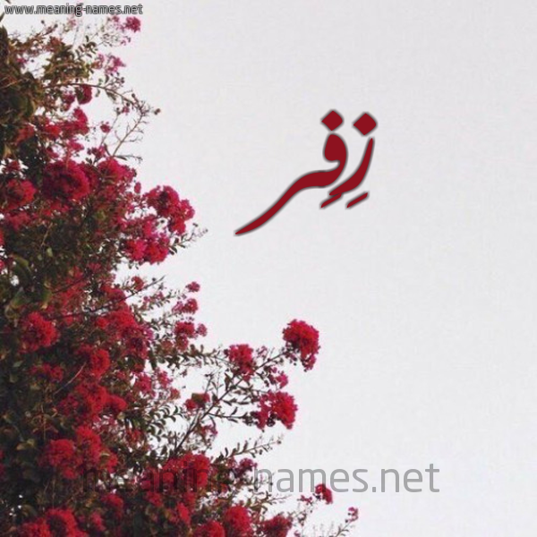 شكل 18 صوره الورد الأحمر للإسم بخط رقعة صورة اسم زِفِر ZEFER