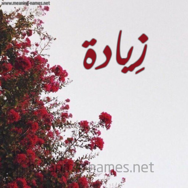 شكل 18 صوره الورد الأحمر للإسم بخط رقعة صورة اسم زِيادة ZEIADH