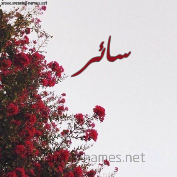 شكل 18 صوره الورد الأحمر للإسم بخط رقعة صورة اسم سائر Saer