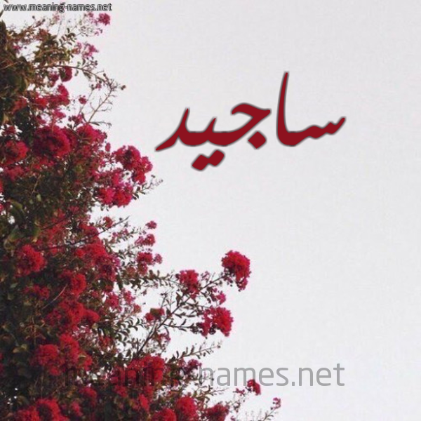 شكل 18 صوره الورد الأحمر للإسم بخط رقعة صورة اسم ساجيد Sajed