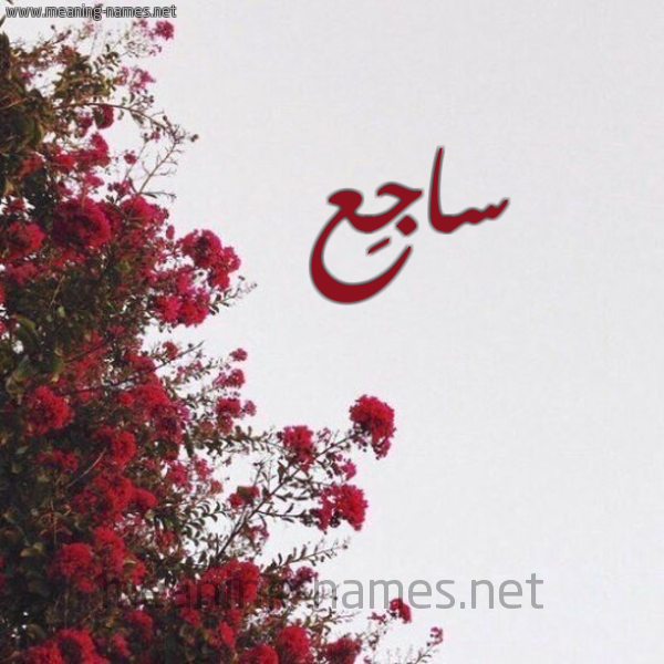 شكل 18 صوره الورد الأحمر للإسم بخط رقعة صورة اسم ساجِع SAGEA
