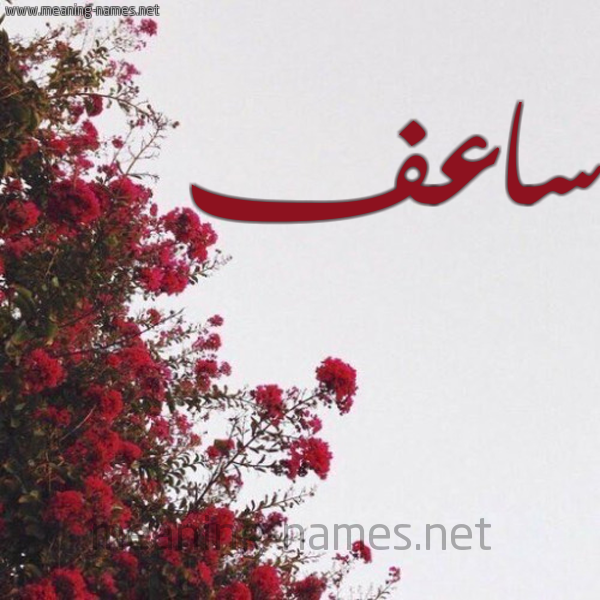 شكل 18 صوره الورد الأحمر للإسم بخط رقعة صورة اسم ساعف SAAF