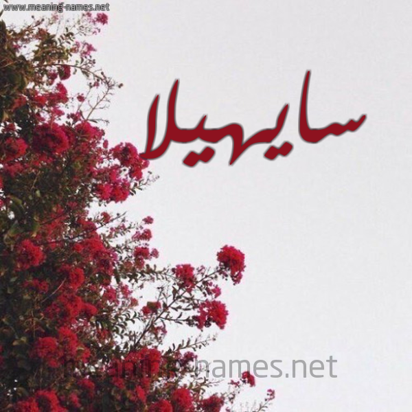 شكل 18 صوره الورد الأحمر للإسم بخط رقعة صورة اسم سايهيلا Sahila