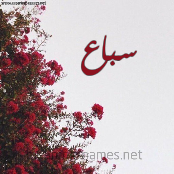 شكل 18 صوره الورد الأحمر للإسم بخط رقعة صورة اسم سباع Sbaa