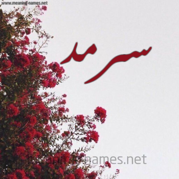 شكل 18 صوره الورد الأحمر للإسم بخط رقعة صورة اسم سرمد Sarmd