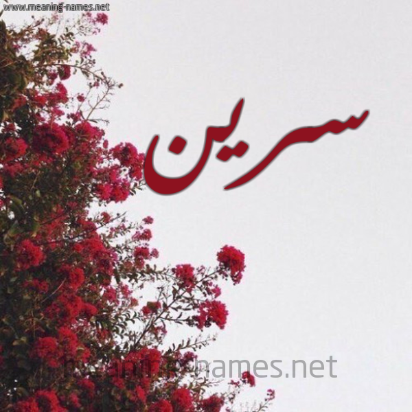 شكل 18 صوره الورد الأحمر للإسم بخط رقعة صورة اسم سرين SIRIN