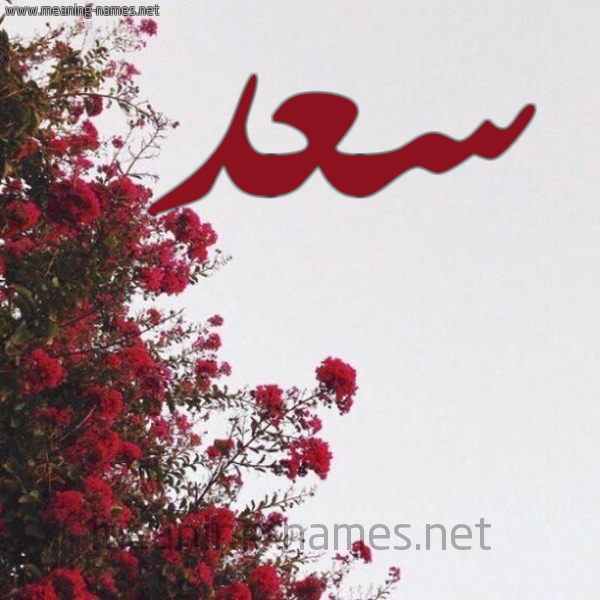 شكل 18 صوره الورد الأحمر للإسم بخط رقعة صورة اسم سعد Saad