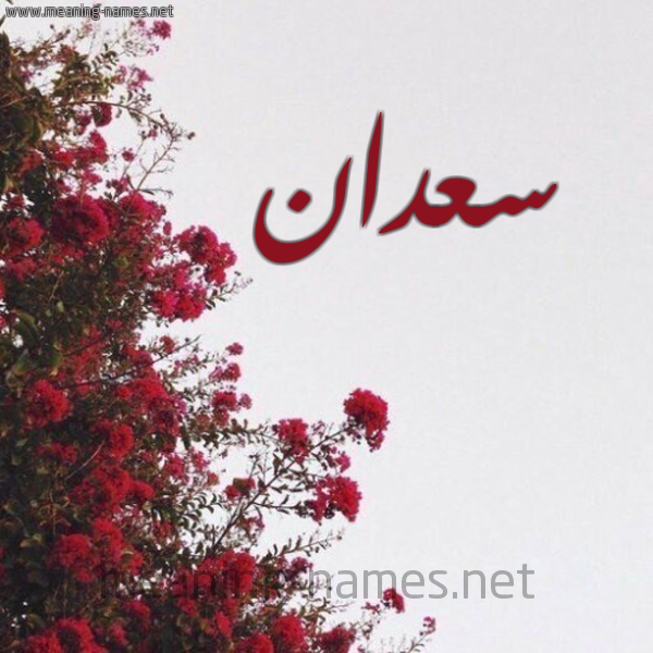 شكل 18 صوره الورد الأحمر للإسم بخط رقعة صورة اسم سعدان Saadan