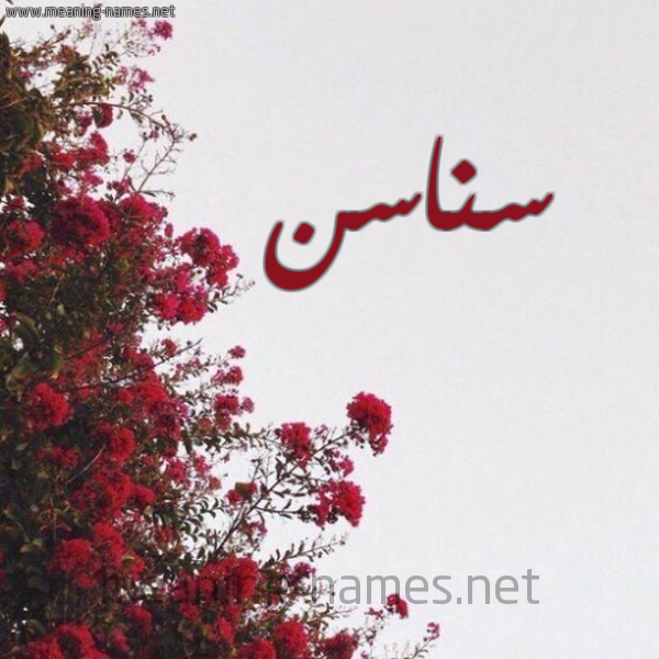 شكل 18 صوره الورد الأحمر للإسم بخط رقعة صورة اسم سناسن Snasn