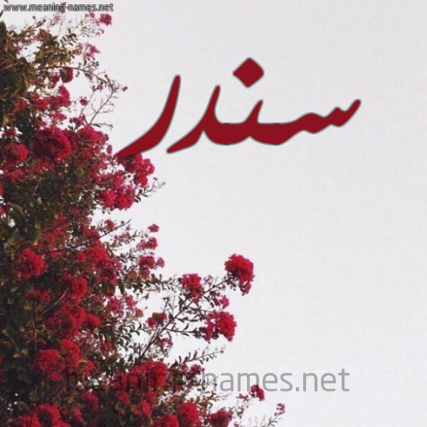 شكل 18 صوره الورد الأحمر للإسم بخط رقعة صورة اسم سندر Sndr